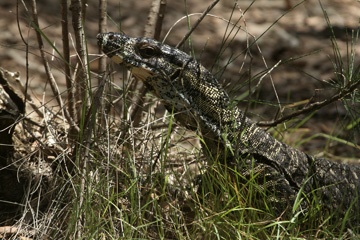 IMG_1312a.jpg